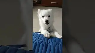 American Eskimo dog video 🥰🥰🐕 #shortsfeed #shorts #dog