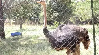 This is what you can see in lake nakuru 