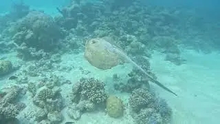 Mathiveri 🇲🇻 Maldives 