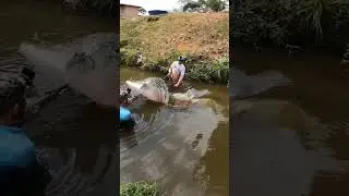 Largest Giant Torpedo Fish on the Planet