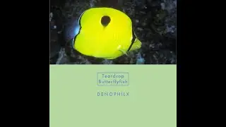 Teardrop butterflyfish