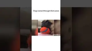 Dogs sweat through their paws