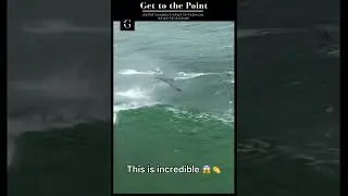 This is incredible 😱👏 #Dolphins #Waves #Ocean #Surfers #Animals #GettothePoint