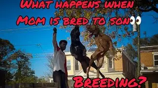 The Science of Breeding XL Pitbulls: Inbreeding vs. Linebreeding