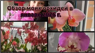 Обзор моих орхидей в январе 2026 г.#обзор#2026#funny#flowers#plants 