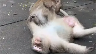 New Style To Monkey Sleep 🤣🤣