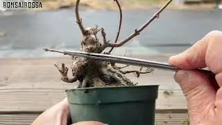 【KED16】差し枝を回し接ぐ #盆栽 #bonsai