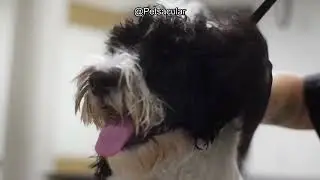 Pet-Ag Fresh 'n Clean Shampoo Review: Is It the Best Soap-Free Solution for Your Dog?