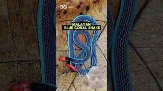Malayan Blue Coral Snake 🐍 #trending #shorts #facts