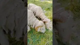 big qulatey merino breed sheep's high quality 💯#virelvideo #kashmir #merino #breed #shortfeed #breed