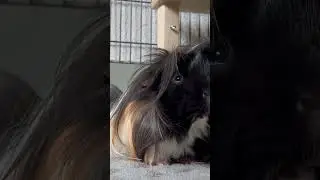 Guinea pig Snuffie ❤️ cavia Snuffie gaat liggen