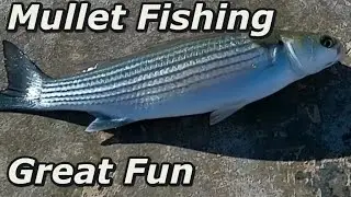 Видео ловли кефали: Ловля кефали на хлеб #ловлякефали