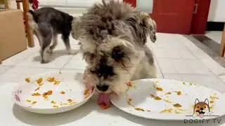 Pet Food Reviews 2024🐶 Dogify TV Dogs Series 16 🐶🍔 Funny Puppies Food Review Channel Videos
