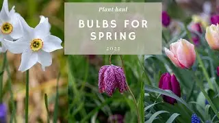 Spring Bulbs Haul 🌷💖  | Gorgeous Spring Flowers Selection (40+ Varieties For Months of Blooms)