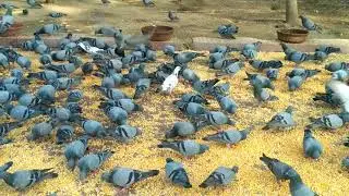 Beautiful Birds eating Grains group of Pigeons