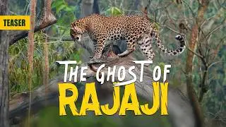 Hunting the Ghost: Rajaji Leopard Safari | New Series Teaser