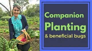 Companion planting & how to attract beneficial bugs to your garden