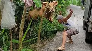 Bò Khủng không chịu Lên Xe về chuồng Rượt anh thợ...ĐT:0939603909.