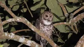 Strix hylophila - Coruja-listrada (Rusty Barred Owl)  Mogi das Cruzes