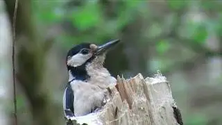Grote bonte specht met jongen