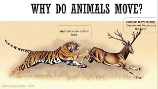 Why animals Move