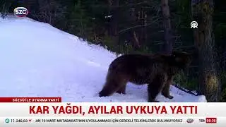 Bozayılar Kış Uykusuna Yattı