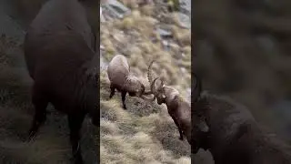 Ibex Fighting | Markhor | Mountains | Fight Club