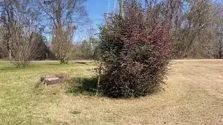 Unleashing the secrets to a weed-free lawn