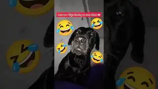 Harry To Pagal hai 😂 | Dog Funny Video 🐶 #shorts #pets #labrador #dog