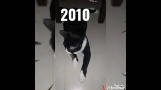 cat vs bog