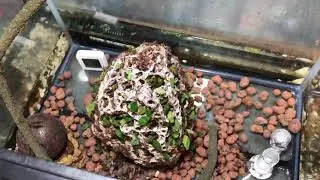 Acromyrmex Octospinosus tank setup