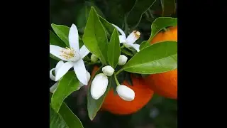 Growing Citrus rootstocks from seed for Whip and Bud grafting exotic varieties on.