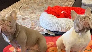 Cute Frenchies
