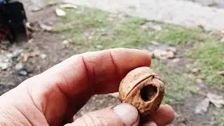 Загадка природи та трішки спогадів