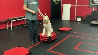 &ldquo;Enzo&rdquo; the spunky Spinone!