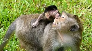 DeeDee Lip Smacking With BB Monkey Diago, What she Talking About?