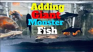 New fish le aye from New Green View Aquarium Adding new monster in 4ft tank #fishnfins2021 