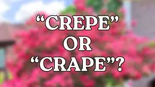 Crepe vs. Crape Myrtle &ndash; Which Spelling Is Correct?