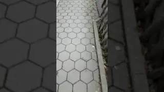Wildes Getier in meinem Bierhut