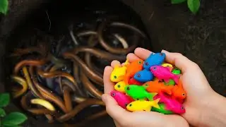 Beautiful Aquarium Fish Hunt | Pencil Fish, Guppies & Baby Turtles, eel, frog, guppies, nemo fish