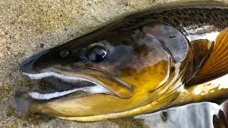 Grosse truite de lac en Laponie Suédoise
