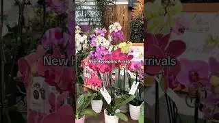 | Houseplant Valentine's Day Presents | #valentinesday #valentinesdaygift #houseplants #indoorplants