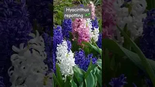 How to repot Hyacinthus bulb for bloom #Hyacinthus #PlantCare #RepottingTips #GardeningHacks