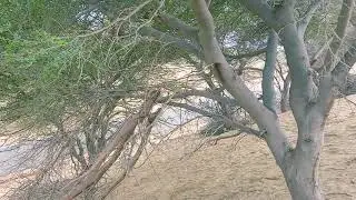 IGNP canal Project in Thar Desert.#jaisalmer #thardesert #1ontranding