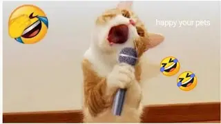 Relatable Cat Moments That'll Make You Laugh! #152