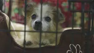 Helping Save Lives of Animals During Crisis | American Humane