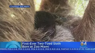 Two-Toed Sloth Born At Zoo Miami