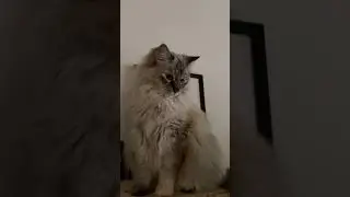 Cats on watchtowers&hellip;#catvideos #cat