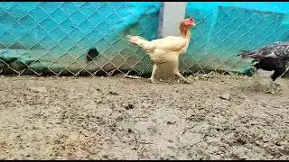 bhimavaram hens , pandem kodulu