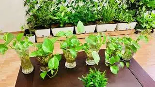 MY LOVELY PLANTS